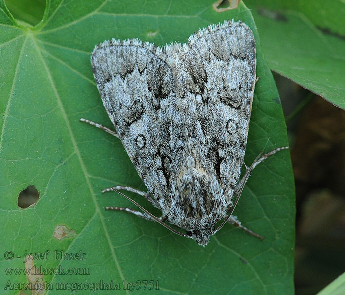 Poplar Grey Acronicta megacephala