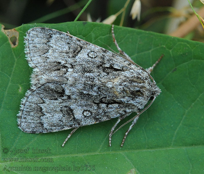 Aueneule Grosskopf-Rindeneule Acronicta megacephala