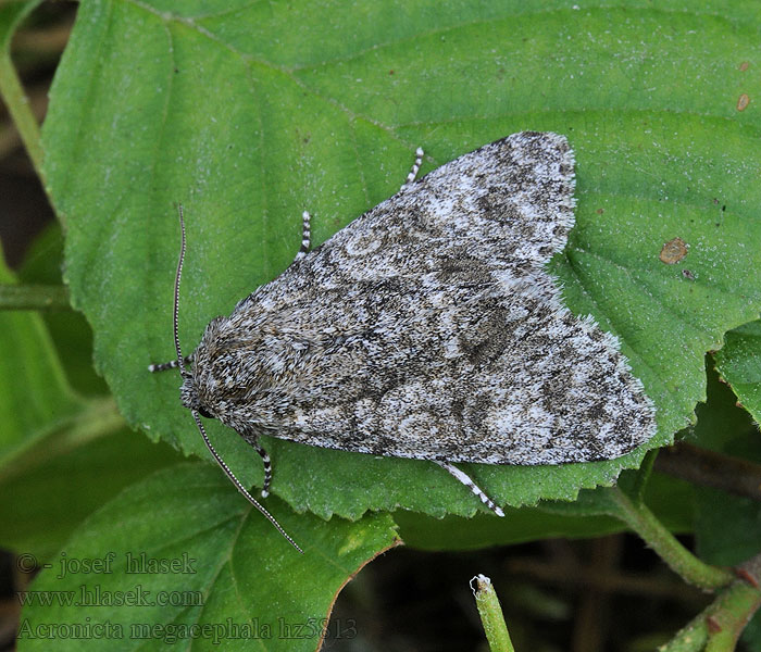 Acronicta megacephala