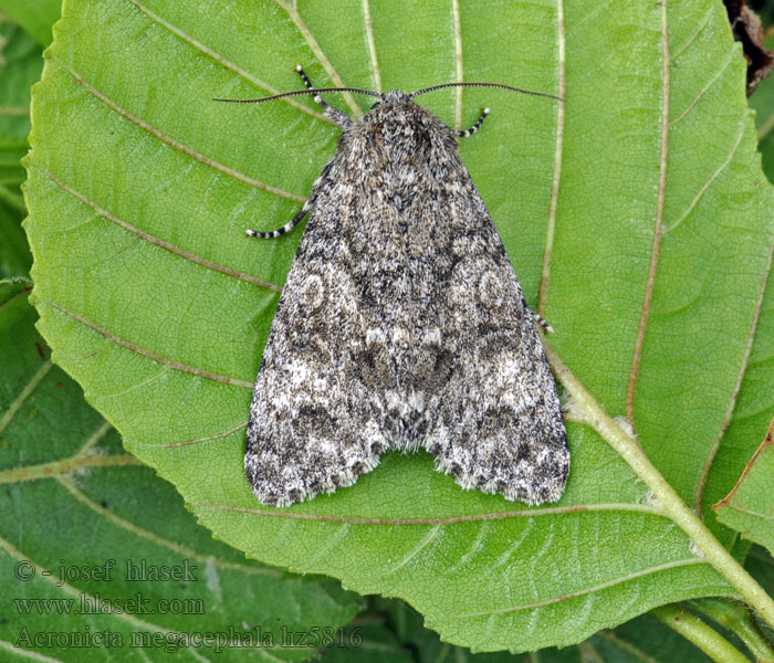 Acronicta megacephala