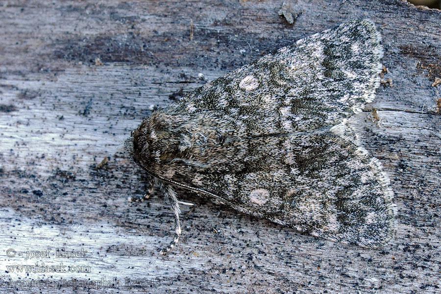 Poppelugle Acronicta megacephala