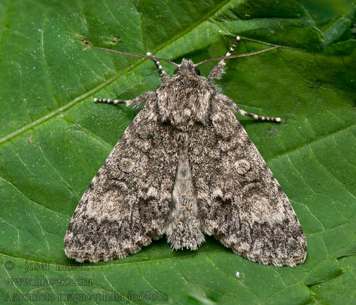 Acronicta megacephala