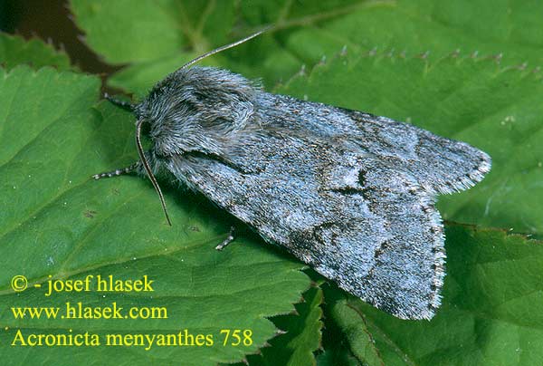 Acronicta menyanthidis Light Knot Grass