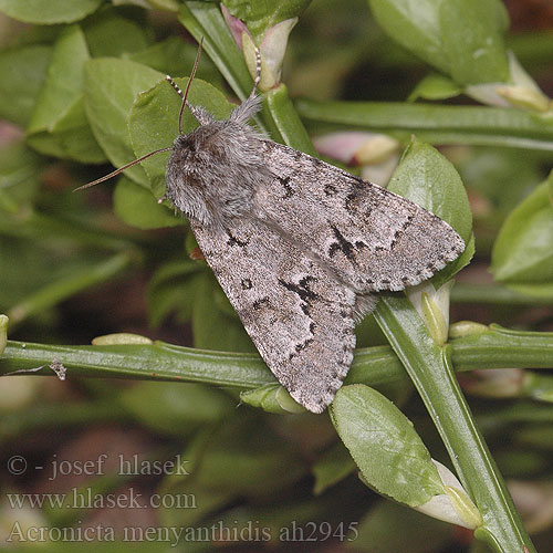 Acronicta menyanthidis Heidemoor-Rindeneule