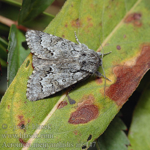 Acronicta menyanthidis Light Knot Grass Heidemoor-Rindeneule Šípověnka vachtová