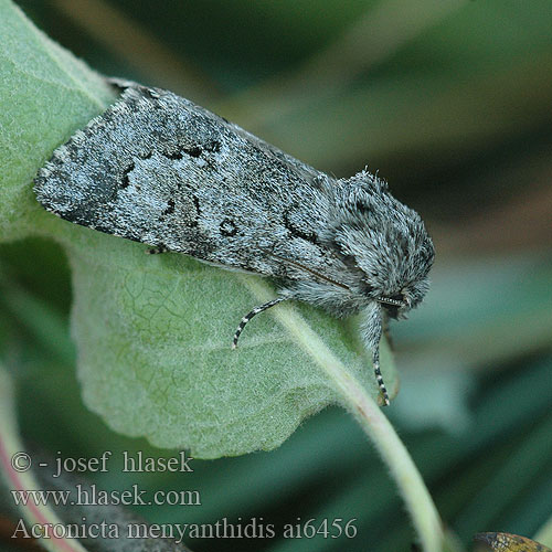 Acronicta menyanthidis Šípověnka vachtová Light Knot Grass Heidemoor-Rindeneule