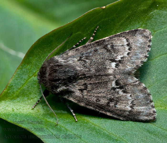 Acronicta menyanthidis