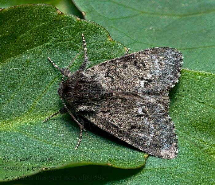 Acronicta menyanthidis