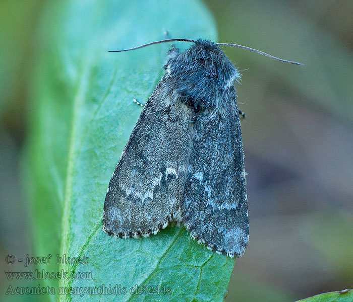 Acronicta menyanthidis