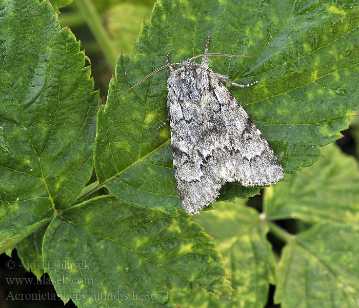 Veenheide-uil Suoiltayökkönen Myraftonfly Acronicta menyanthidis