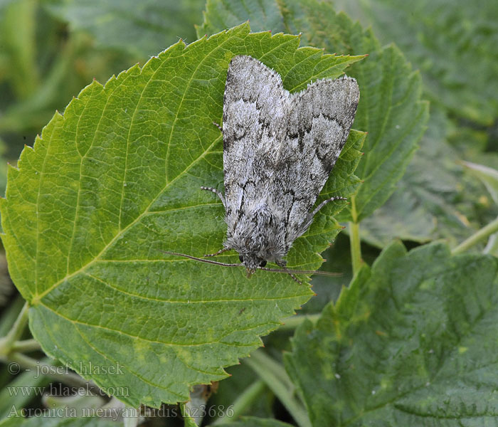 Acronicta menyanthidis Myrkveldfly Hedemose-pelsugle