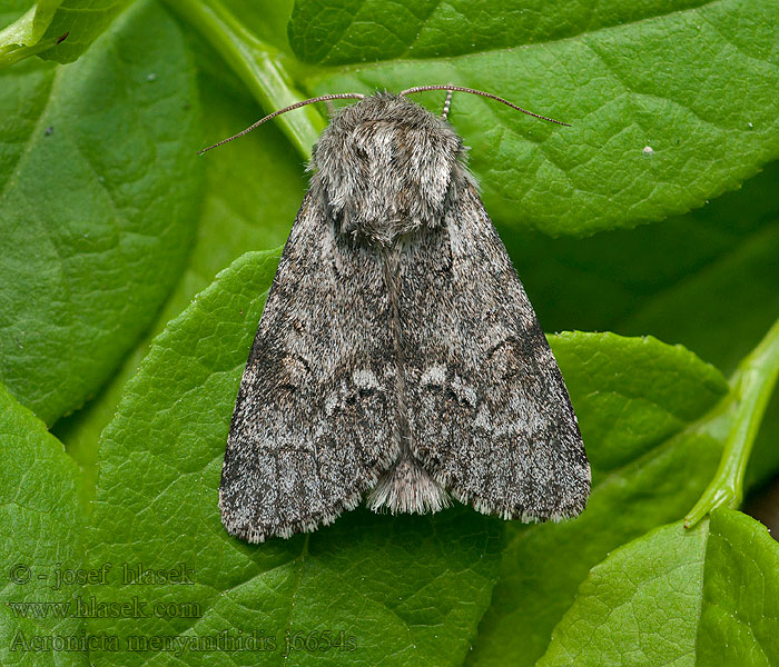 Acronicta menyanthidis