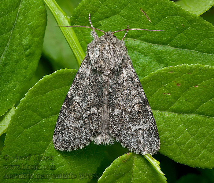 Acronicta menyanthidis