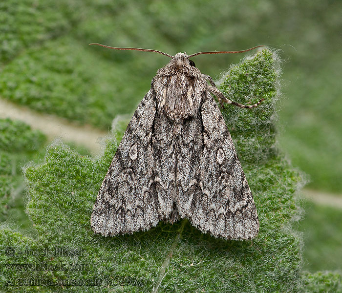 Acronicta orientalis