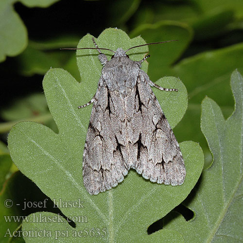 Acronicta psi Apatele Wieczernica strzałówka Grey Dagger