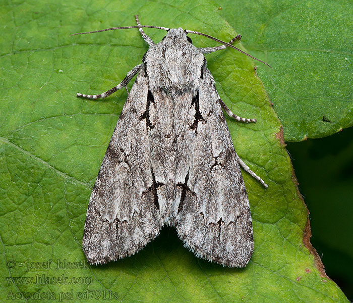 Acronicta psi Mramorovka trnková Šípověnka trnková