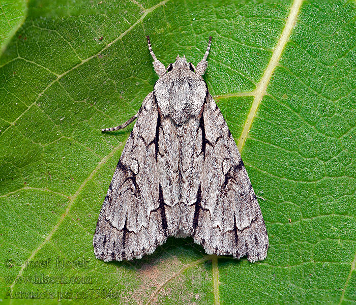 Acronicta psi