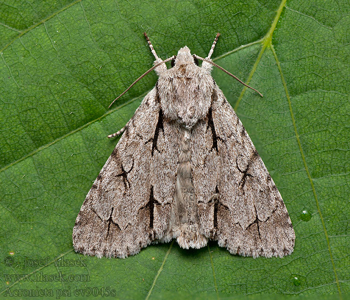 Acronicta psi