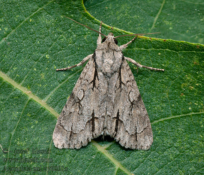 Acronicta psi