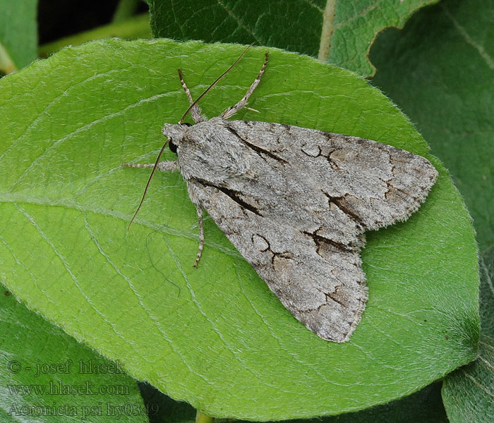 Acronicta psi Pfeileule Psiaftonfly Psikveldfly