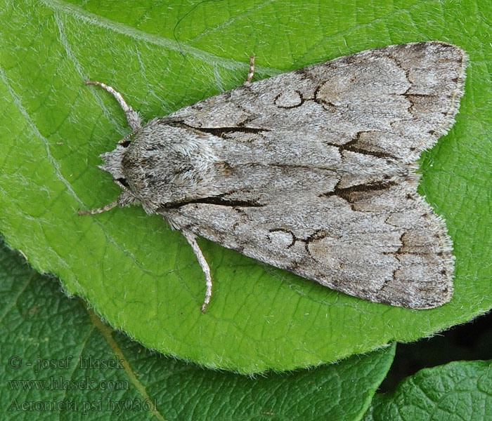 Acronicta psi Psi-uil Стрельчатка пси