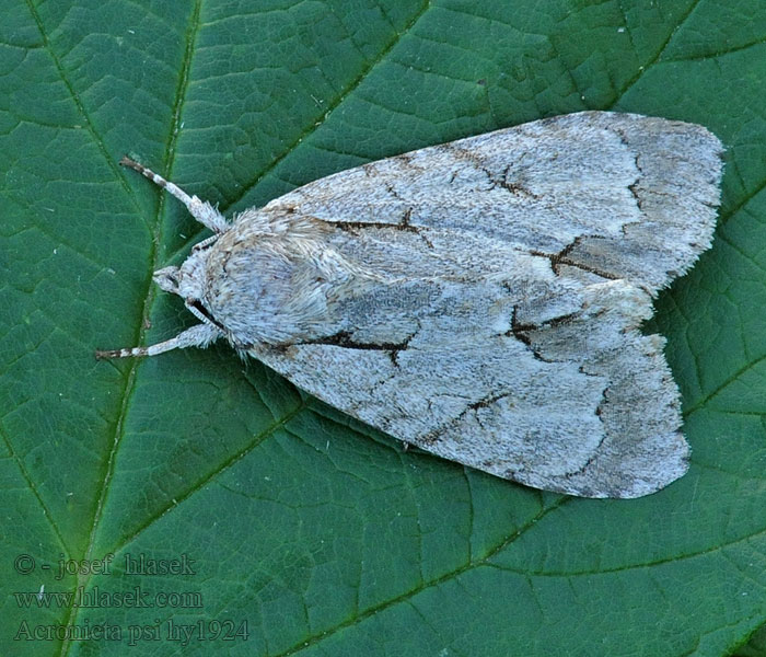 Pfeileule Acronicta psi