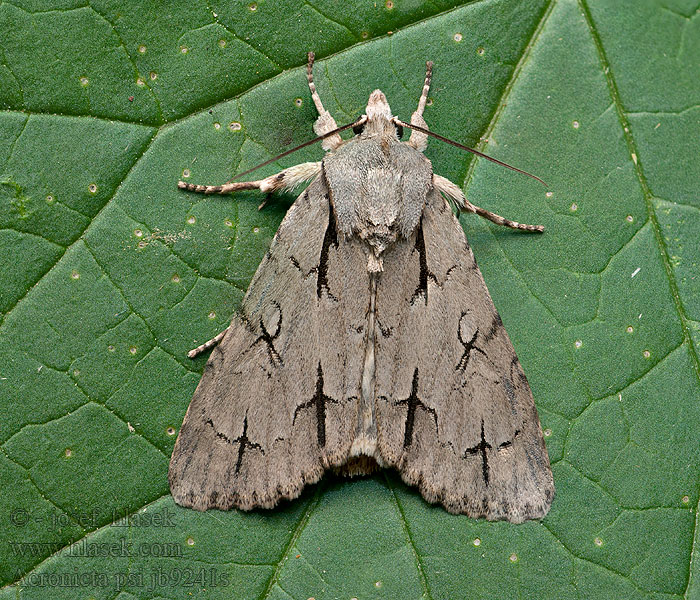 Acronicta psi