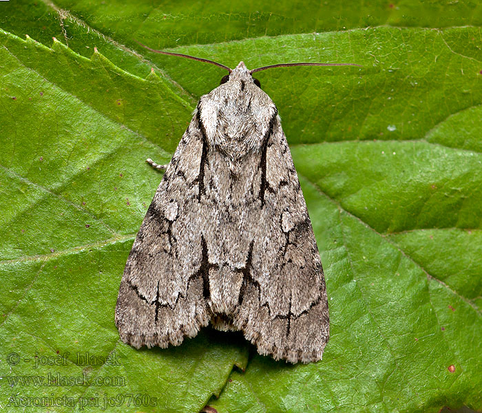 Acronicta psi