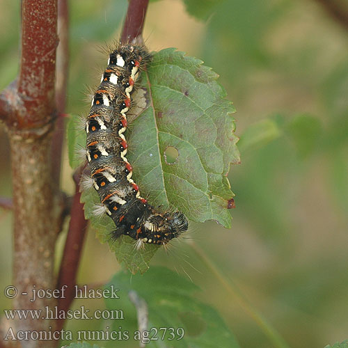 Acronicta rumicis Šípověnka hojná Ampfer-Rindeneule Knot Grass