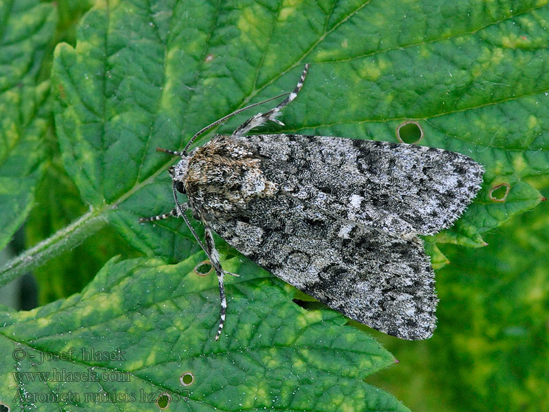 Acronicta rumicis