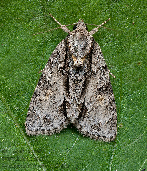 Acronicta strigosa Šípověnka jeřábová Striemen-Rindeneule