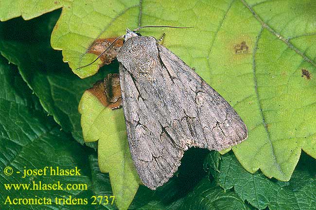 Acronicta tridens 2737