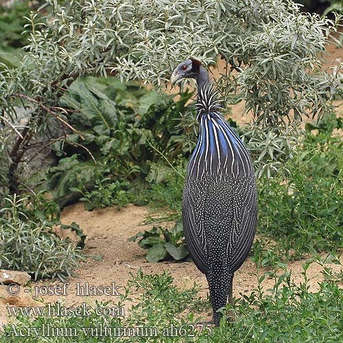 Acryllium vulturinum Vulturine Guineafowl Gribbeperlehøne