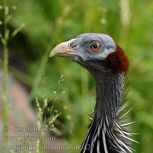 Acryllium vulturinum Perlička supí Guineo volturino Vulturine Guineafowl