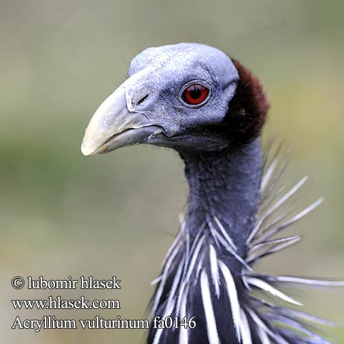 Vulturine Guineafowl Gribbeperlehøne Viiruhelmikana Pintade vulturine