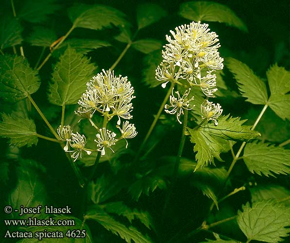 Actaea spicata Baneberry Mustakonnanmarja