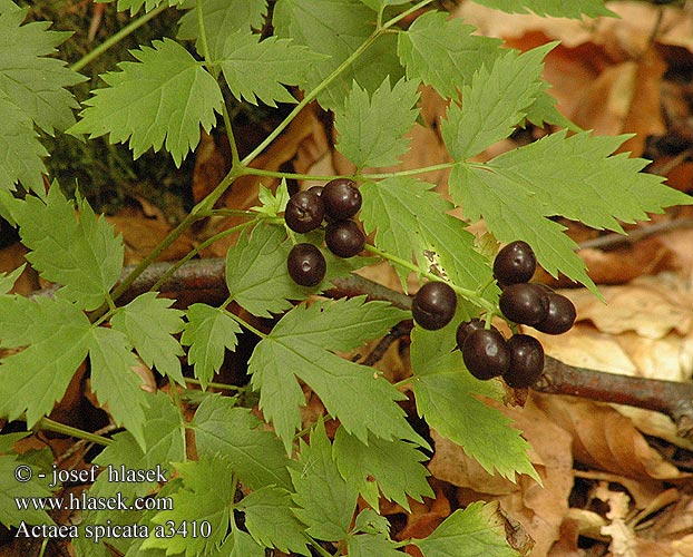 Actaea spicata Ähriges Christophskraut Czerniec gronkowy