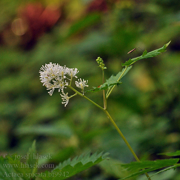 Actaea spicata Samorostlík klasnatý Samorastlík Trolldruva