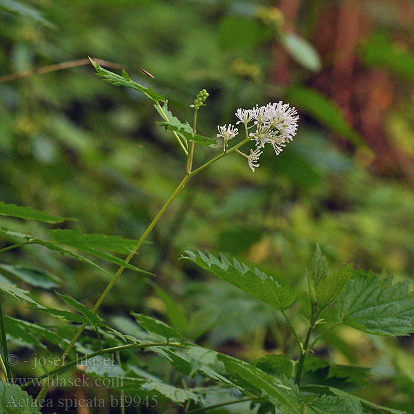 Actaea spicata Actée épi Christophorienne Herbe aux poux