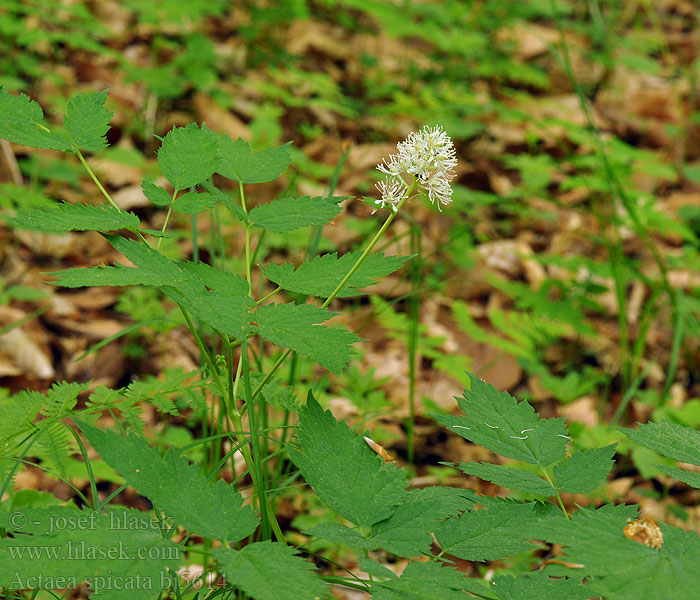 Actaea spicata Baneberry