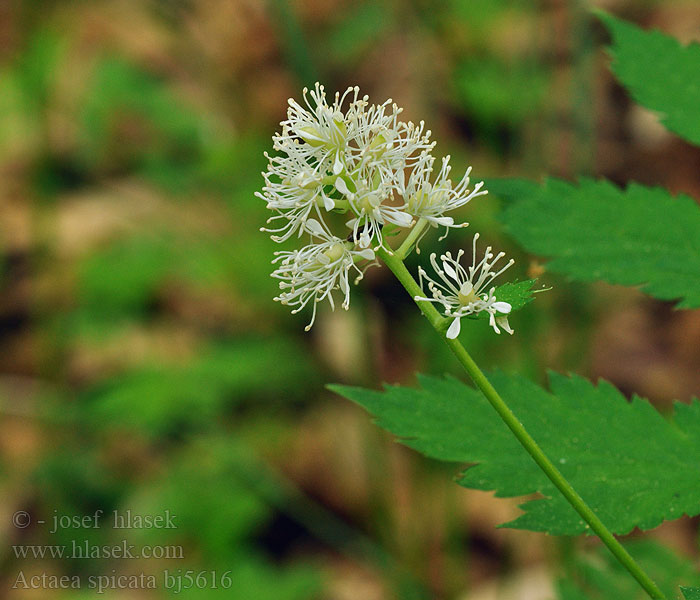 Actaea spicata Ähriges Christophskraut