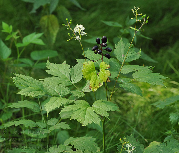 Actaea spicata Czerniec gronkowy Samorastlík Trolldruva Salu-siumari