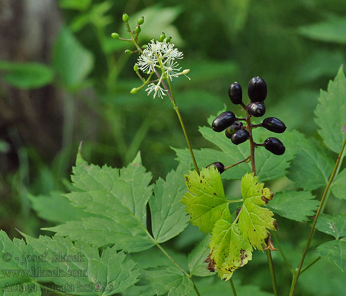 Actaea spicata Samorostlík klasnatý