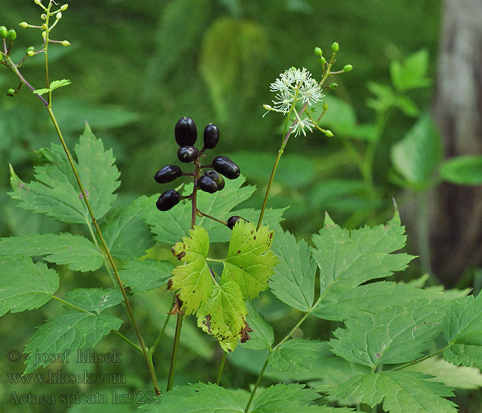 Samorostlík klasnatý Actaea spicata Salu-siumari