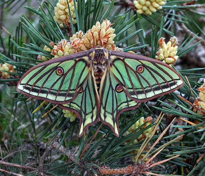 Actias isabellae Graellsia