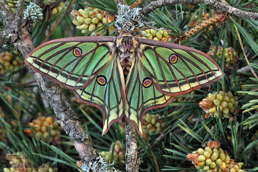 Graellsia isabellae Isabellaspinner