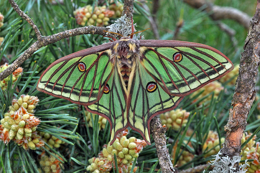 Graellsia isabellae Spanish Moon Moth