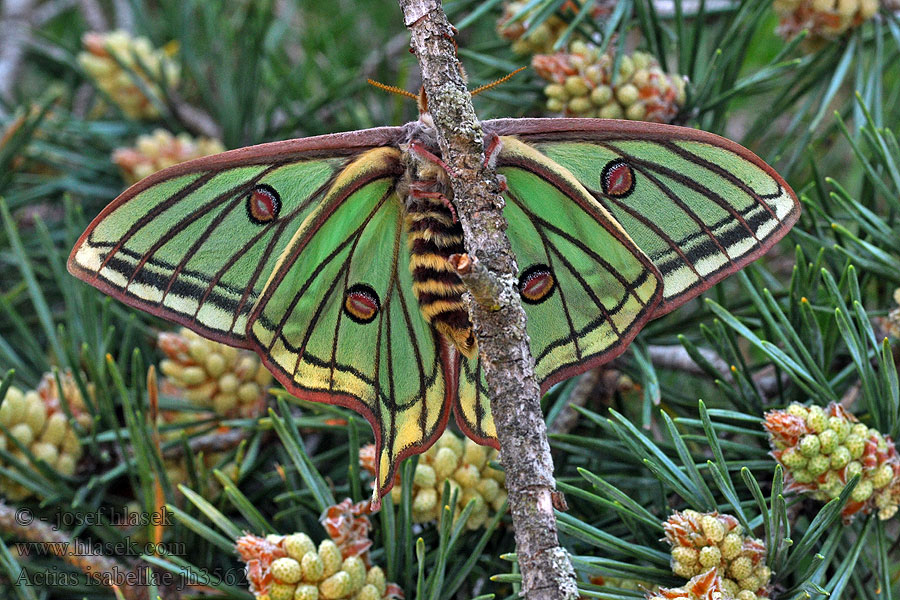 Graellsia isabellae Bombyx Isabelle