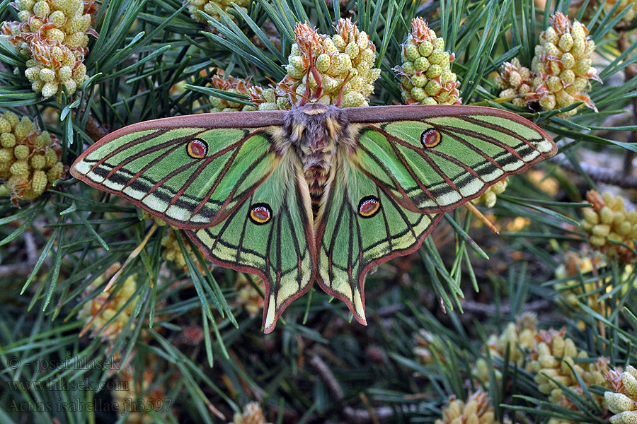 Actias isabellae Graellsia Isabellaspinner