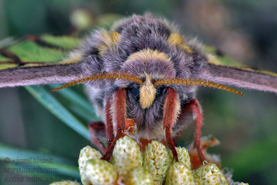 Actias isabellae Graellsia Spanish Moon Moth